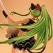 C.C. - Code Geass (Guitar, Code Black in Ashford ver.)