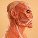 Chou-ougata Kyojin - Shingeki no Kyojin (Bust, PM Figure ver.)